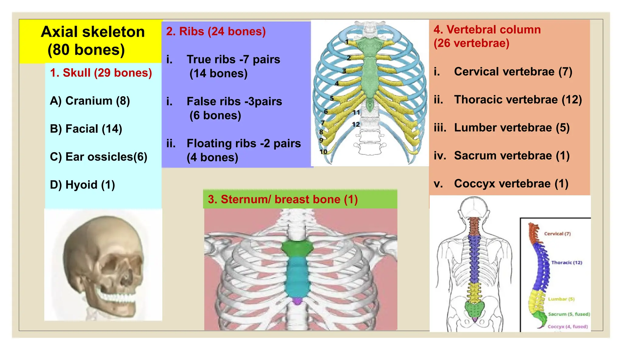 Axial skeleton
(80 bones)
3. Sternum/ breast bone (1)
2. Ribs (24 bones)
i. True ribs -7 pairs
(14 bones)
i. False ribs -3pairs
(6 bones)
ii. Floating ribs -2 pairs
(4 bones)
4. Vertebral column
(26 vertebrae)
i. Cervical vertebrae (7)
ii. Thoracic vertebrae (12)
iii. Lumber vertebrae (5)
iv. Sacrum vertebrae (1)
v. Coccyx vertebrae (1)
1. Skull (29 bones)
A) Cranium (8)
B) Facial (14)
C) Ear ossicles(6)
D) Hyoid (1)
 