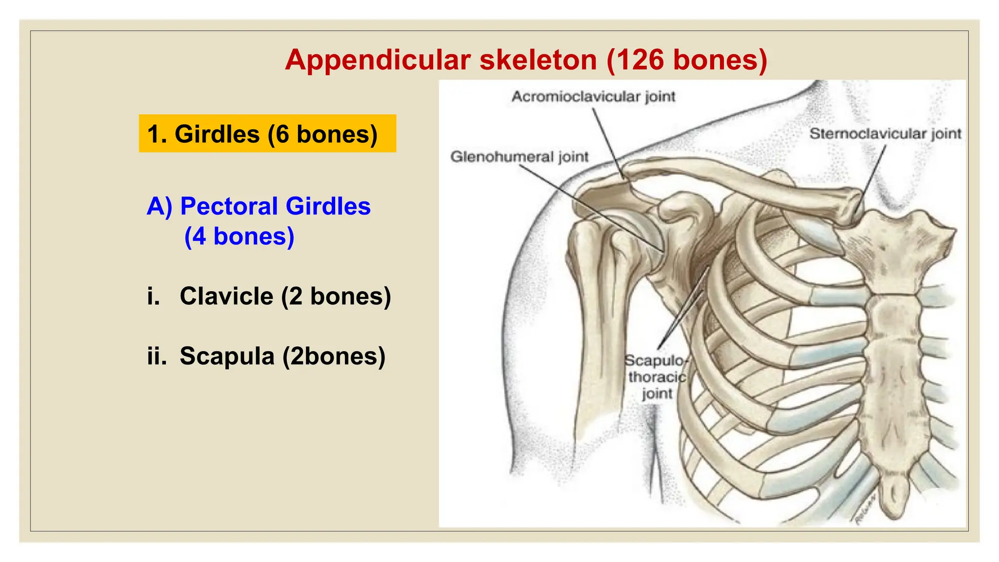Appendicular skeleton (126 bones)
1. Girdles (6 bones)
A) Pectoral Girdles
(4 bones)
i. Clavicle (2 bones)
ii. Scapula (2bones)
 