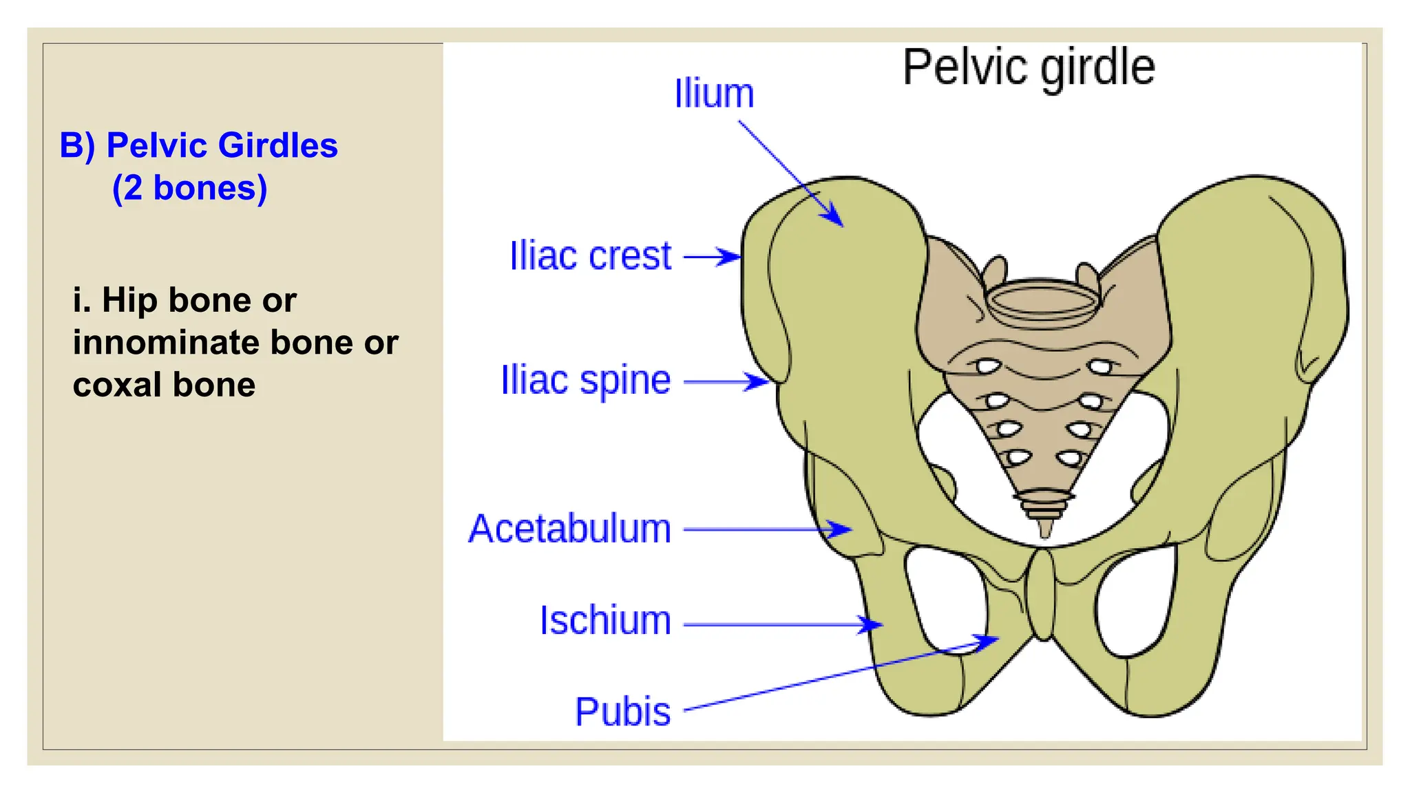 B) Pelvic Girdles
(2 bones)
i. Hip bone or
innominate bone or
coxal bone
 