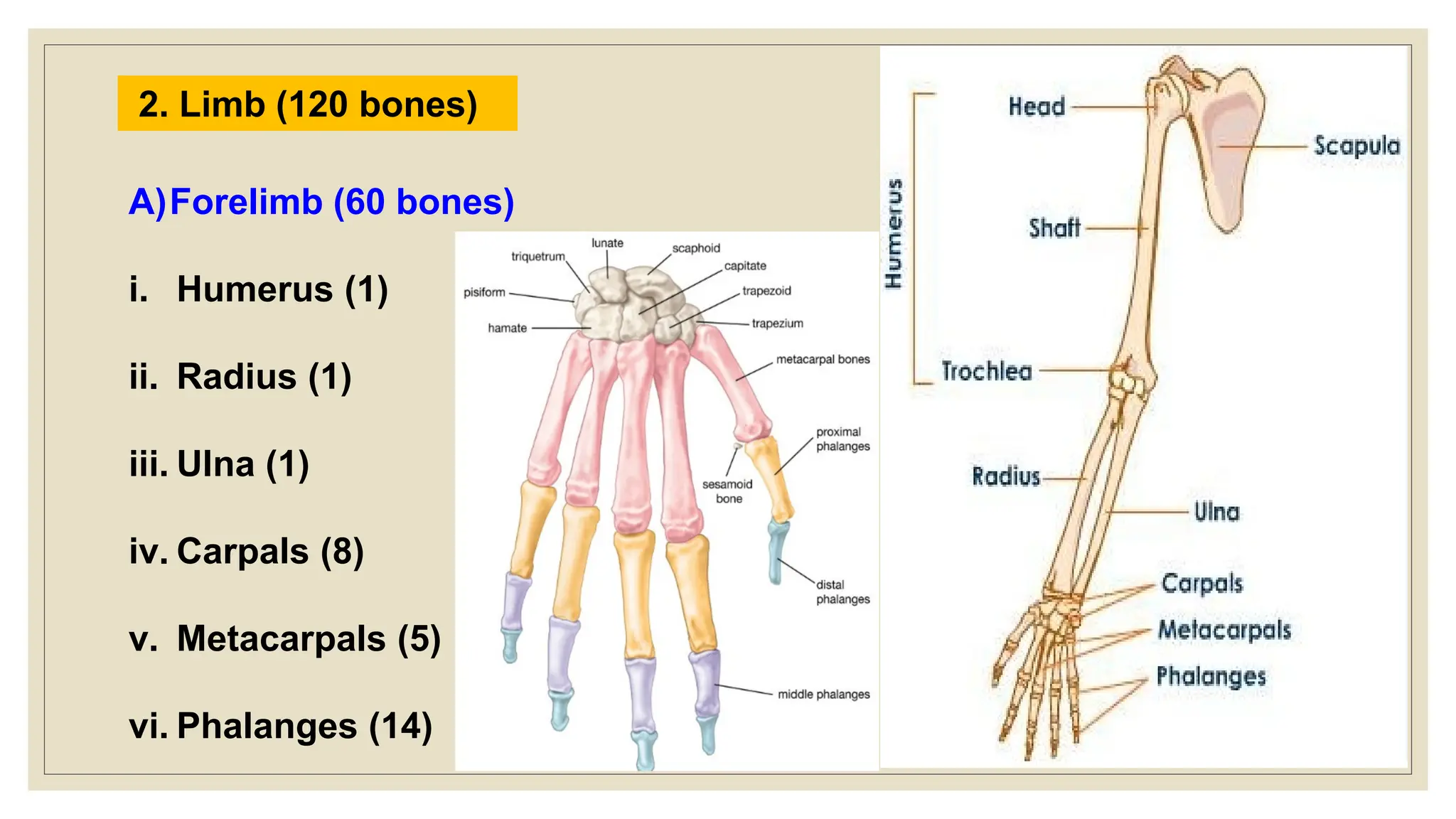 2. Limb (120 bones)
A)Forelimb (60 bones)
i. Humerus (1)
ii. Radius (1)
iii. Ulna (1)
iv. Carpals (8)
v. Metacarpals (5)
vi. Phalanges (14)
 