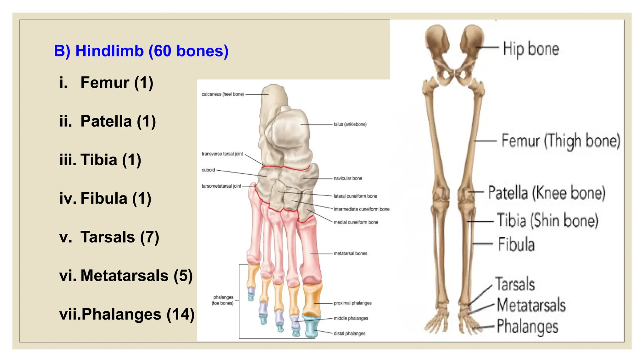 B) Hindlimb (60 bones)
i. Femur (1)
ii. Patella (1)
iii. Tibia (1)
iv. Fibula (1)
v. Tarsals (7)
vi. Metatarsals (5)
vii.Phalanges (14)
 