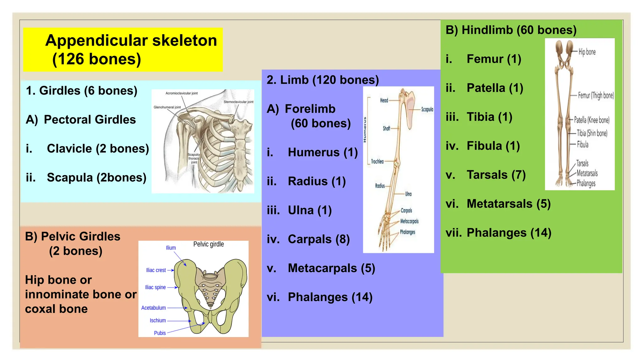 1. Girdles (6 bones)
A) Pectoral Girdles (4 bones)
i. Clavicle (2 bones)
ii. Scapula (2bones)
Appendicular skeleton
(126 bones)
B) Pelvic Girdles
(2 bones)
Hip bone or
innominate bone or
coxal bone
2. Limb (120 bones)
A) Forelimb
(60 bones)
i. Humerus (1)
ii. Radius (1)
iii. Ulna (1)
iv. Carpals (8)
v. Metacarpals (5)
vi. Phalanges (14)
B) Hindlimb (60 bones)
i. Femur (1)
ii. Patella (1)
iii. Tibia (1)
iv. Fibula (1)
v. Tarsals (7)
vi. Metatarsals (5)
vii. Phalanges (14)
 