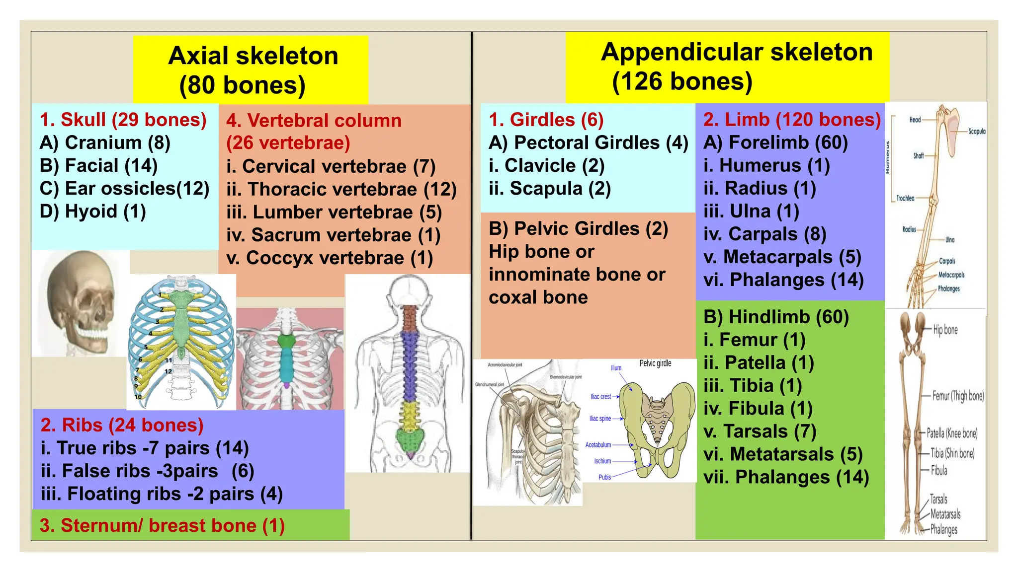 Axial skeleton
(80 bones)
3. Sternum/ breast bone (1)
2. Ribs (24 bones)
i. True ribs -7 pairs (14)
ii. False ribs -3pairs (6)
iii. Floating ribs -2 pairs (4)
4. Vertebral column
(26 vertebrae)
i. Cervical vertebrae (7)
ii. Thoracic vertebrae (12)
iii. Lumber vertebrae (5)
iv. Sacrum vertebrae (1)
v. Coccyx vertebrae (1)
1. Skull (29 bones)
A) Cranium (8)
B) Facial (14)
C) Ear ossicles(12)
D) Hyoid (1)
Appendicular skeleton
(126 bones)
1. Girdles (6)
A) Pectoral Girdles (4)
i. Clavicle (2)
ii. Scapula (2)
2. Limb (120 bones)
A) Forelimb (60)
i. Humerus (1)
ii. Radius (1)
iii. Ulna (1)
iv. Carpals (8)
v. Metacarpals (5)
vi. Phalanges (14)
B) Hindlimb (60)
i. Femur (1)
ii. Patella (1)
iii. Tibia (1)
iv. Fibula (1)
v. Tarsals (7)
vi. Metatarsals (5)
vii. Phalanges (14)
B) Pelvic Girdles (2)
Hip bone or
innominate bone or
coxal bone
 