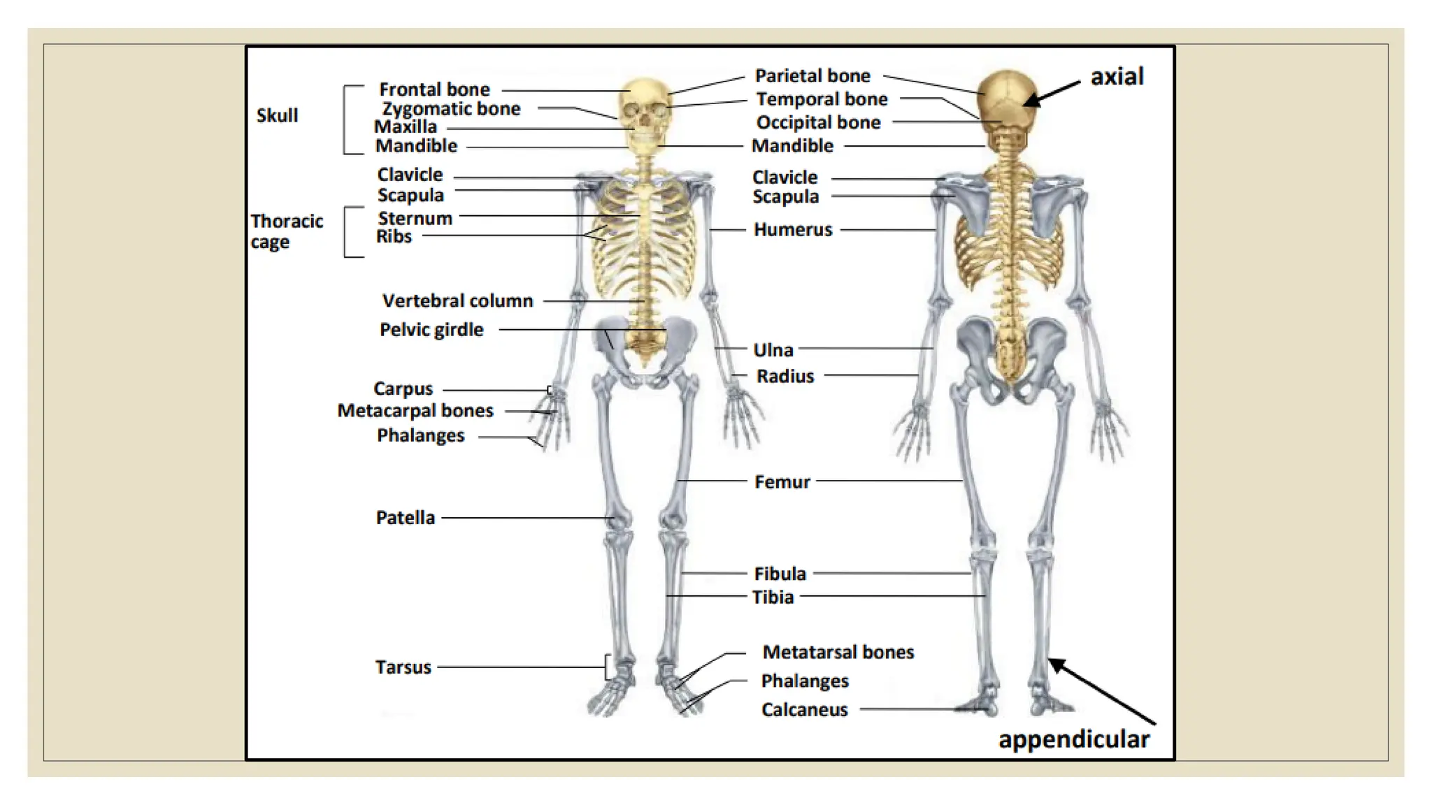 part 1 HUMAN skeletal system slides important for NEET