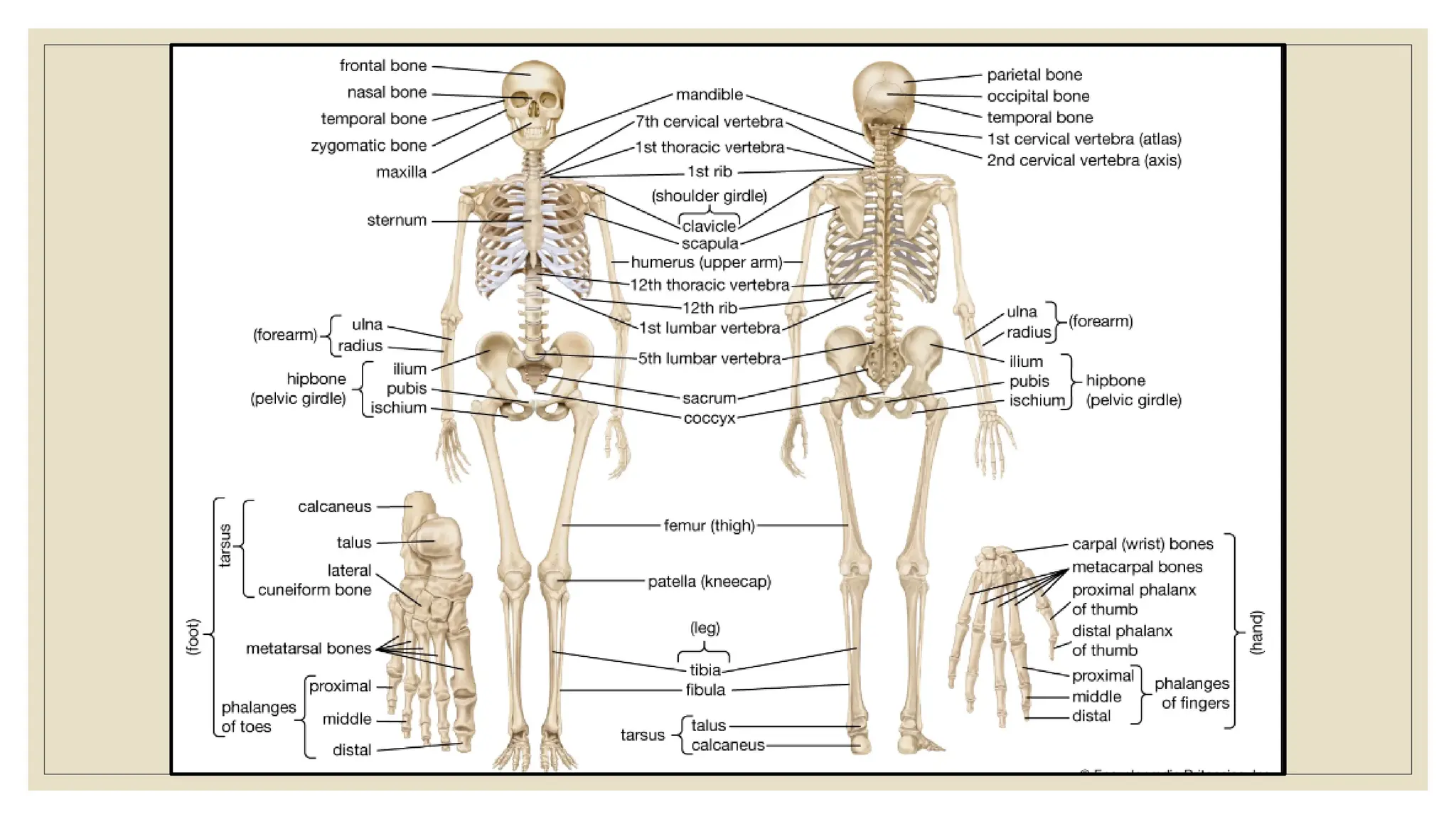 part 1 HUMAN skeletal system slides important for NEET