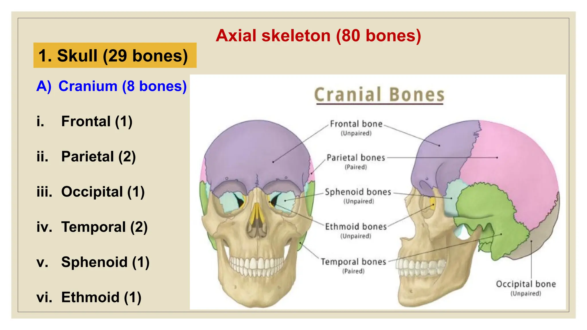 1. Skull (29 bones)
A) Cranium (8 bones)
i. Frontal (1)
ii. Parietal (2)
iii. Occipital (1)
iv. Temporal (2)
v. Sphenoid (1)
vi. Ethmoid (1)
Axial skeleton (80 bones)
 
