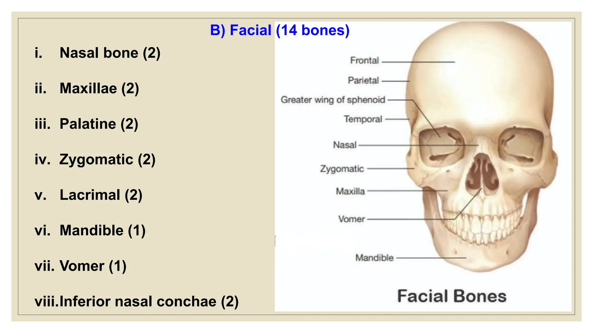 i. Nasal bone (2)
ii. Maxillae (2)
iii. Palatine (2)
iv. Zygomatic (2)
v. Lacrimal (2)
vi. Mandible (1)
vii. Vomer (1)
viii.Inferior nasal conchae (2)
B) Facial (14 bones)
 