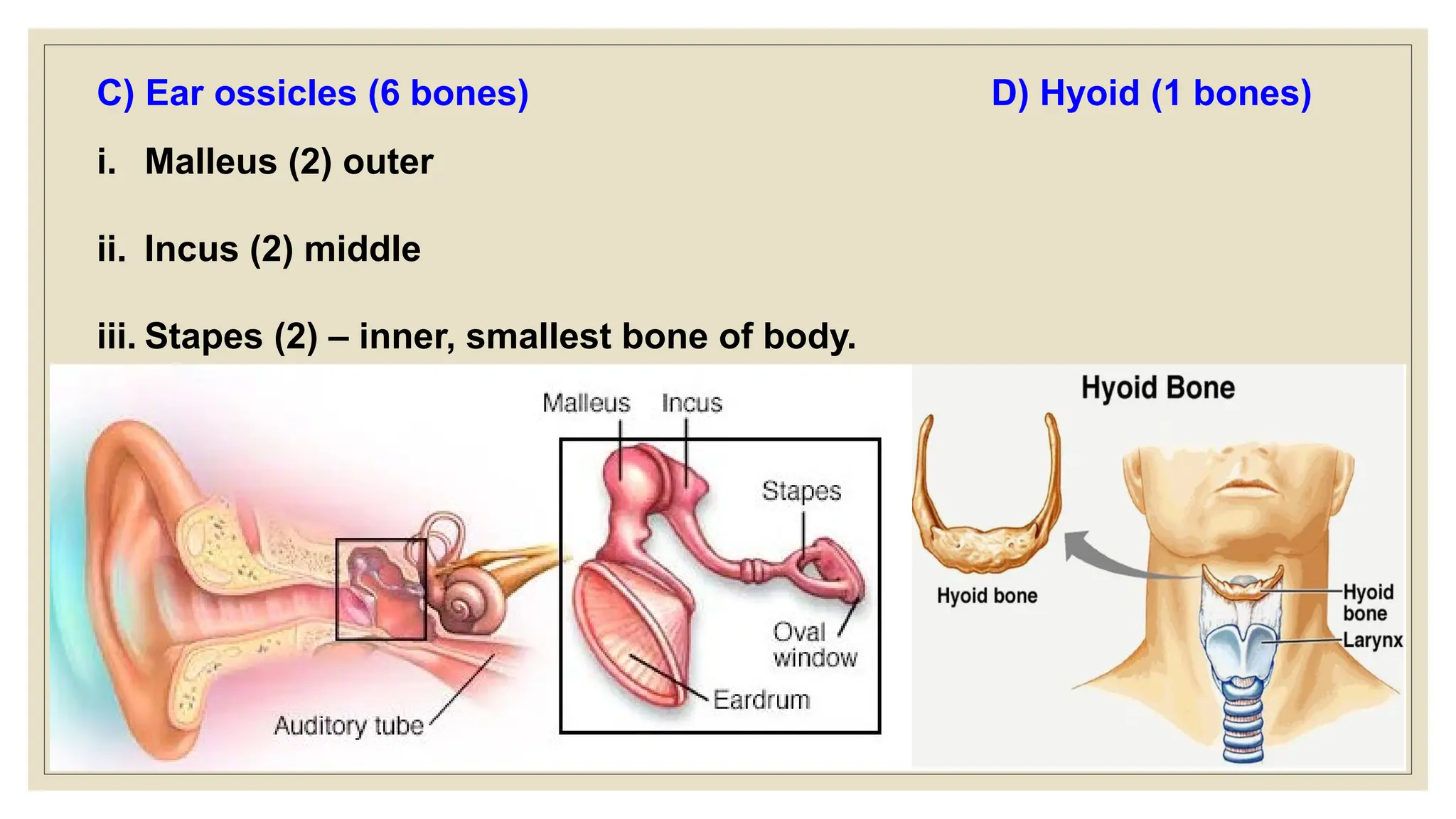 C) Ear ossicles (6 bones)
i. Malleus (2) outer
ii. Incus (2) middle
iii. Stapes (2) – inner, smallest bone of body.
D) Hyoid (1 bones)
 