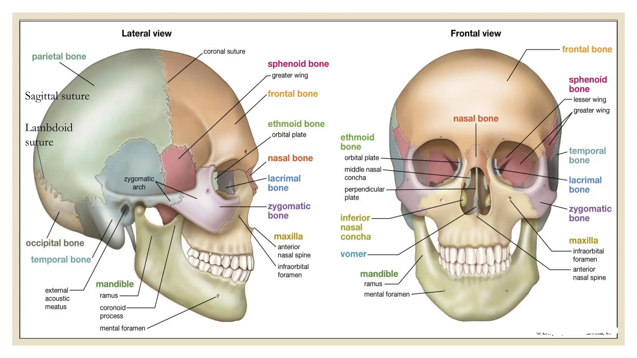 Sagittal suture
Lambdoid
suture
 