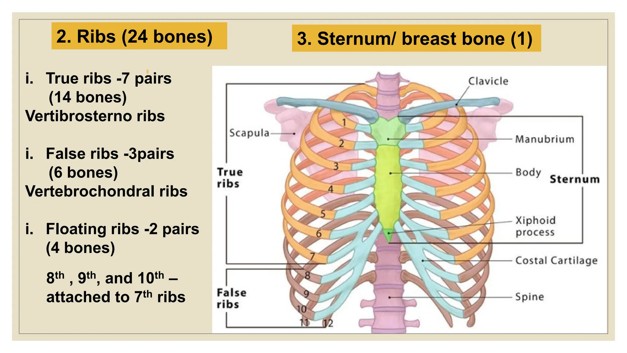 3. Sternum/ breast bone (1)
2. Ribs (24 bones)
i. True ribs -7 pairs
(14 bones)
Vertibrosterno ribs
i. False ribs -3pairs
(6 bones)
Vertebrochondral ribs
i. Floating ribs -2 pairs
(4 bones)
8th , 9th, and 10th –
attached to 7th ribs
 