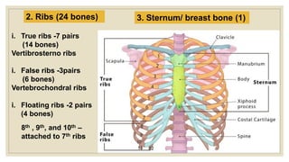 3 False Ribs part 1 HUMAN skeletal system slides important for NEET | PDF