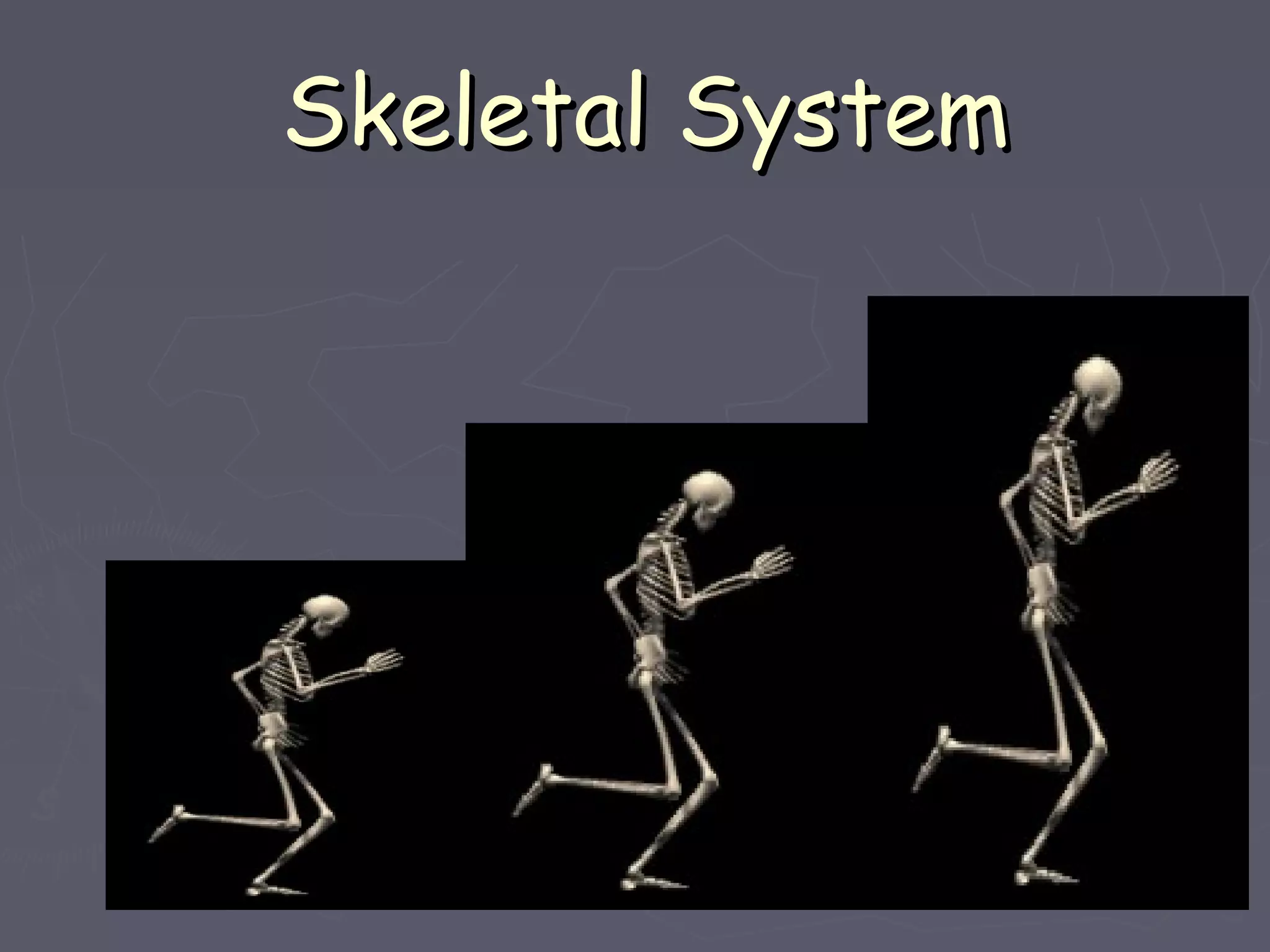 Skeletal SystemSkeletal System
 