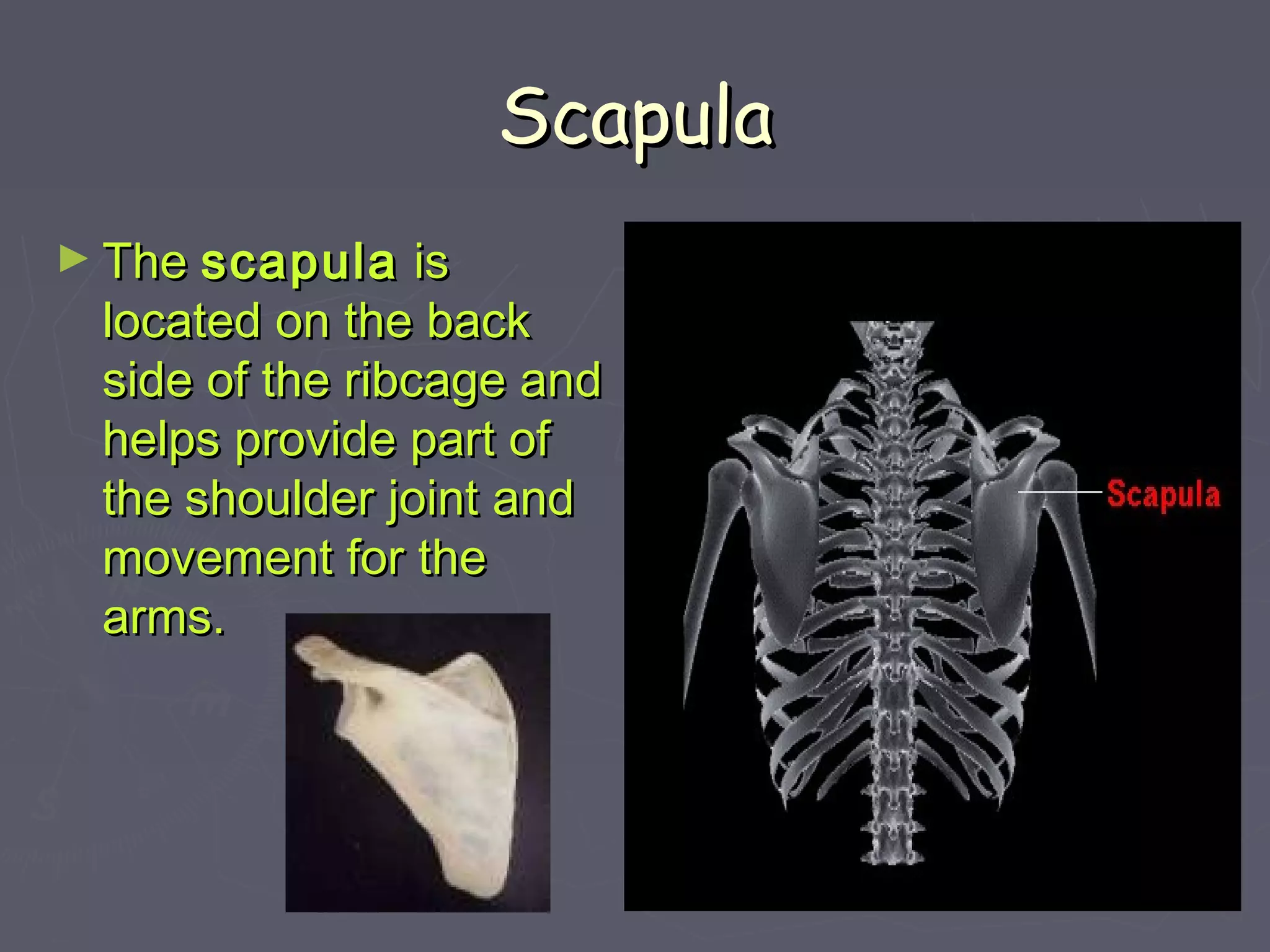 ScapulaScapula
► TheThe scapulascapula isis
located on the backlocated on the back
side of the ribcage andside of the ribcage and
helps provide part ofhelps provide part of
the shoulder joint andthe shoulder joint and
movement for themovement for the
arms.arms.
 