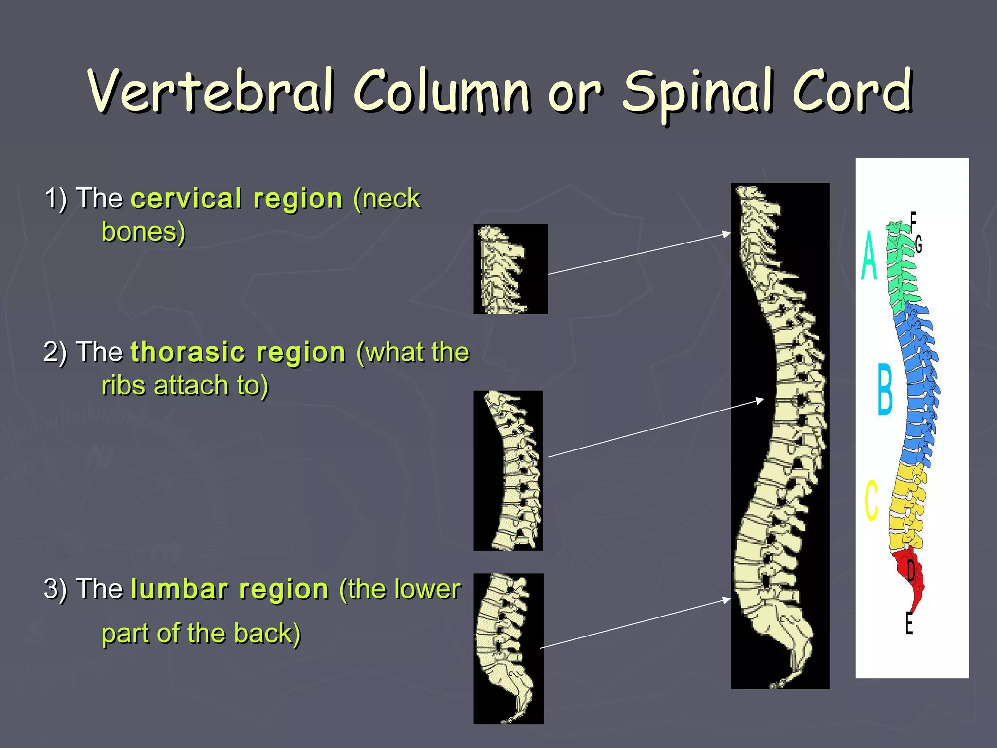 Vertebral Column or Spinal CordVertebral Column or Spinal Cord
1) The1) The cervical regioncervical region (neck(neck
bones) bones) 
  
2) The2) The thorasic regionthorasic region (what the(what the
ribs attach to)ribs attach to)
3) The3) The lumbar regionlumbar region (the lower(the lower
part of the back)part of the back)  
 