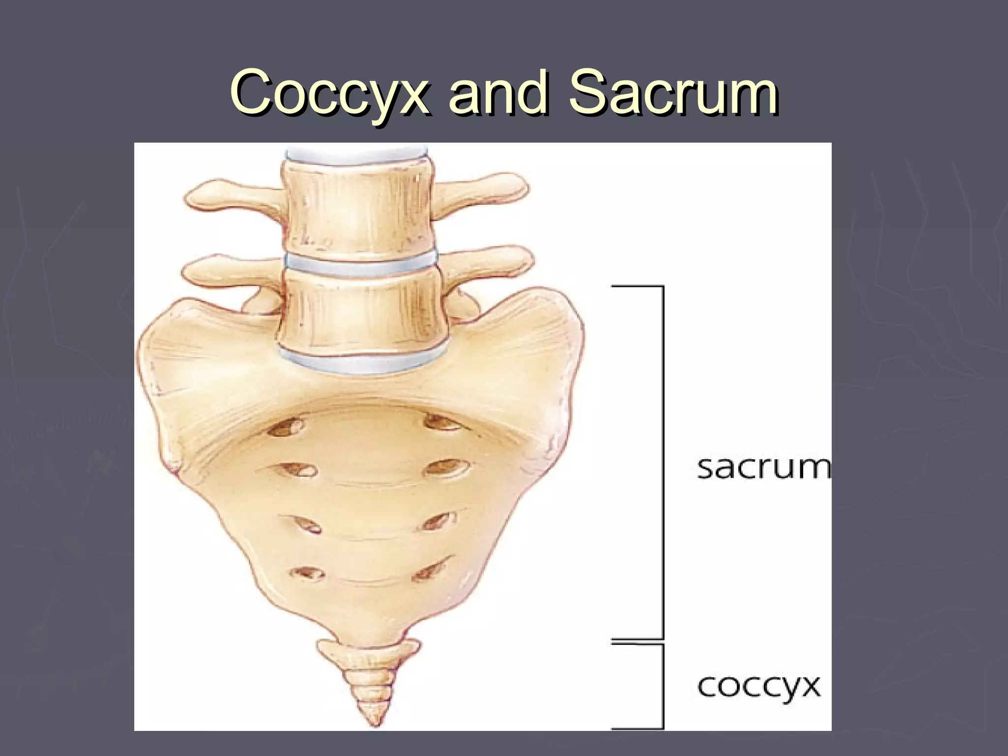 Coccyx and SacrumCoccyx and Sacrum
 