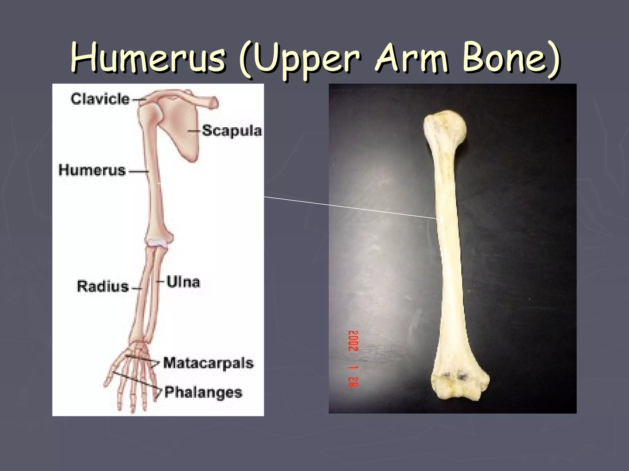 Humerus (Upper Arm Bone)Humerus (Upper Arm Bone)
 