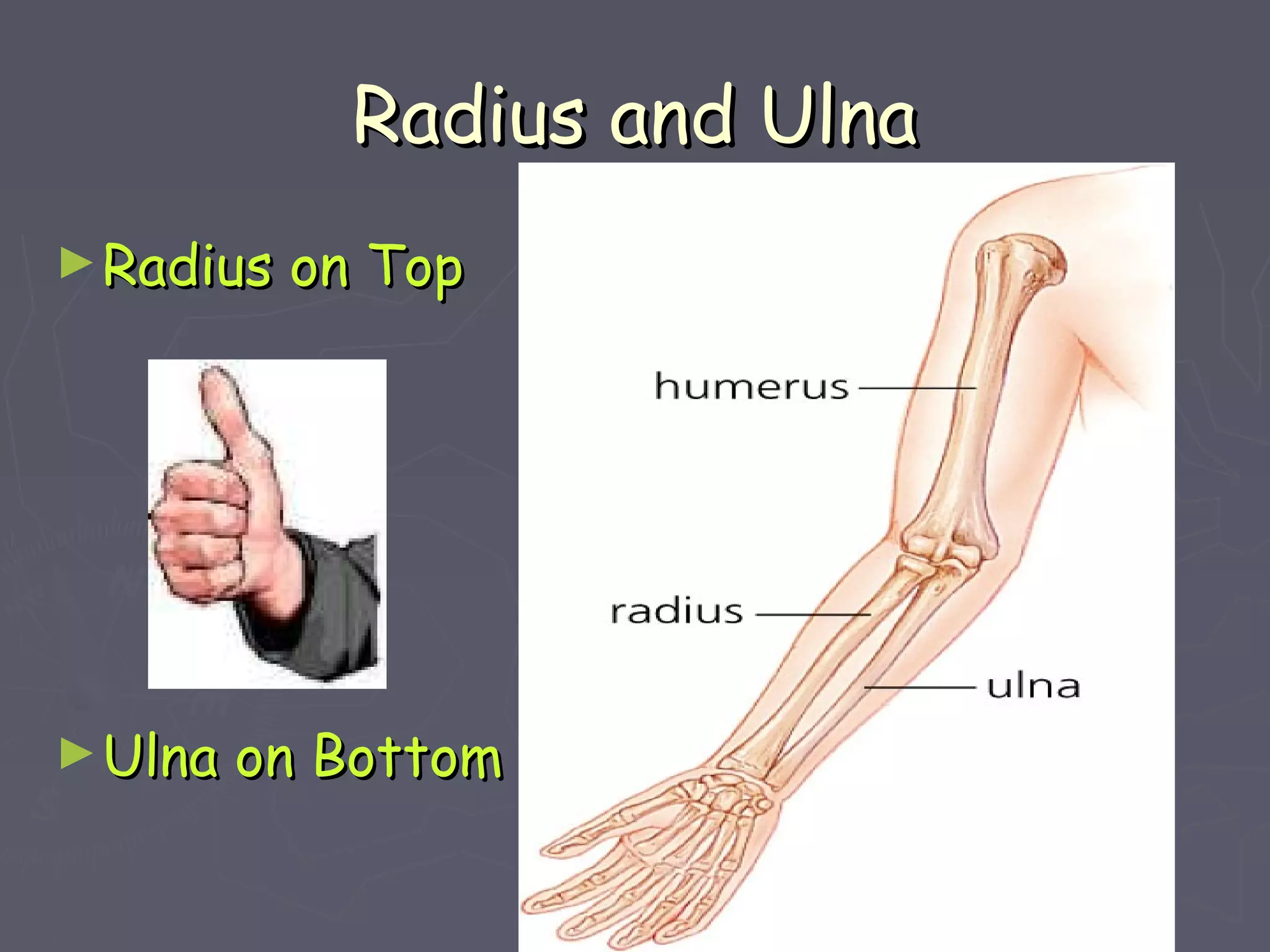 Radius and UlnaRadius and Ulna
►Radius on TopRadius on Top
►Ulna on BottomUlna on Bottom
 