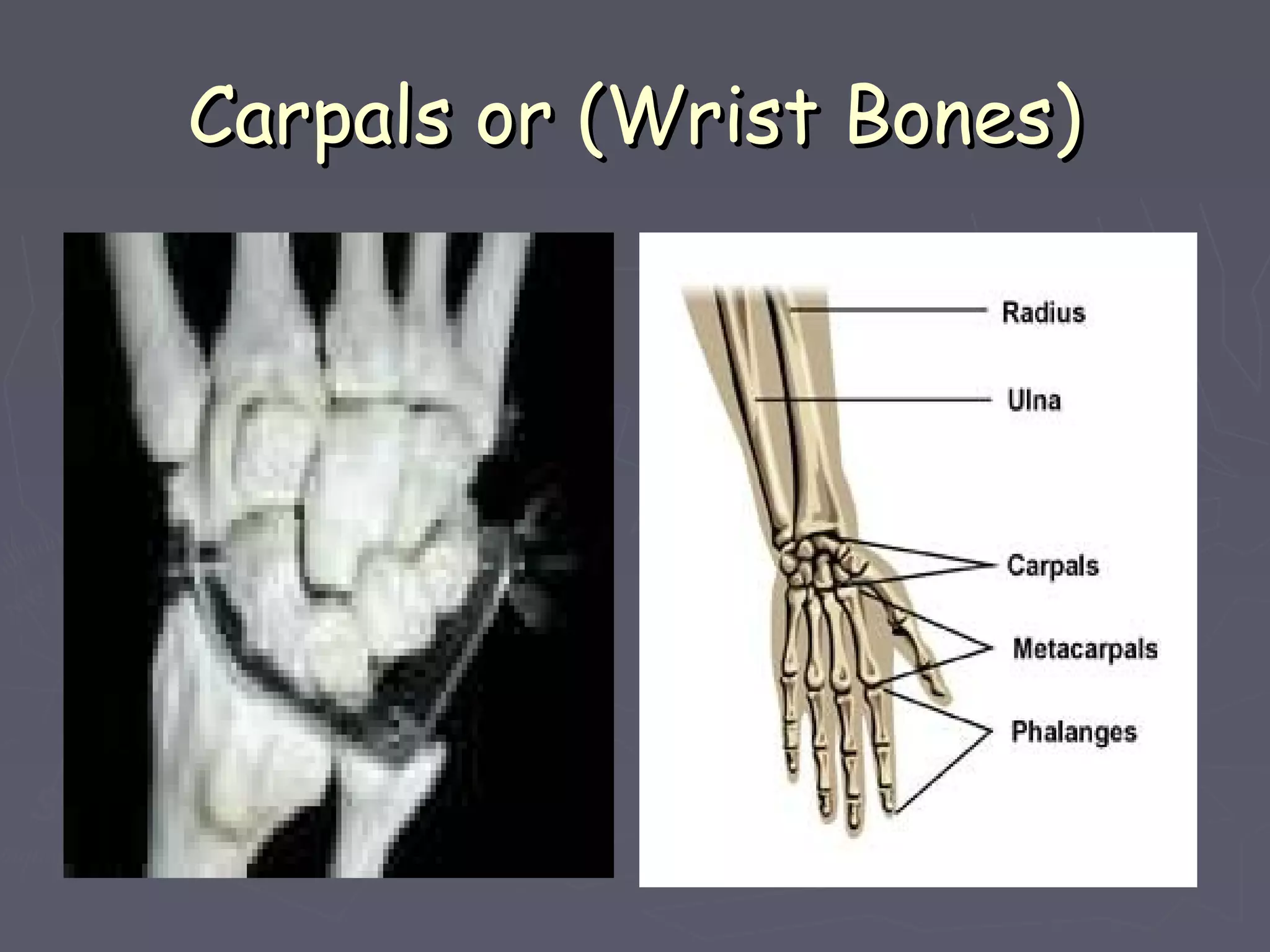 Carpals or (Wrist Bones)Carpals or (Wrist Bones)
 
