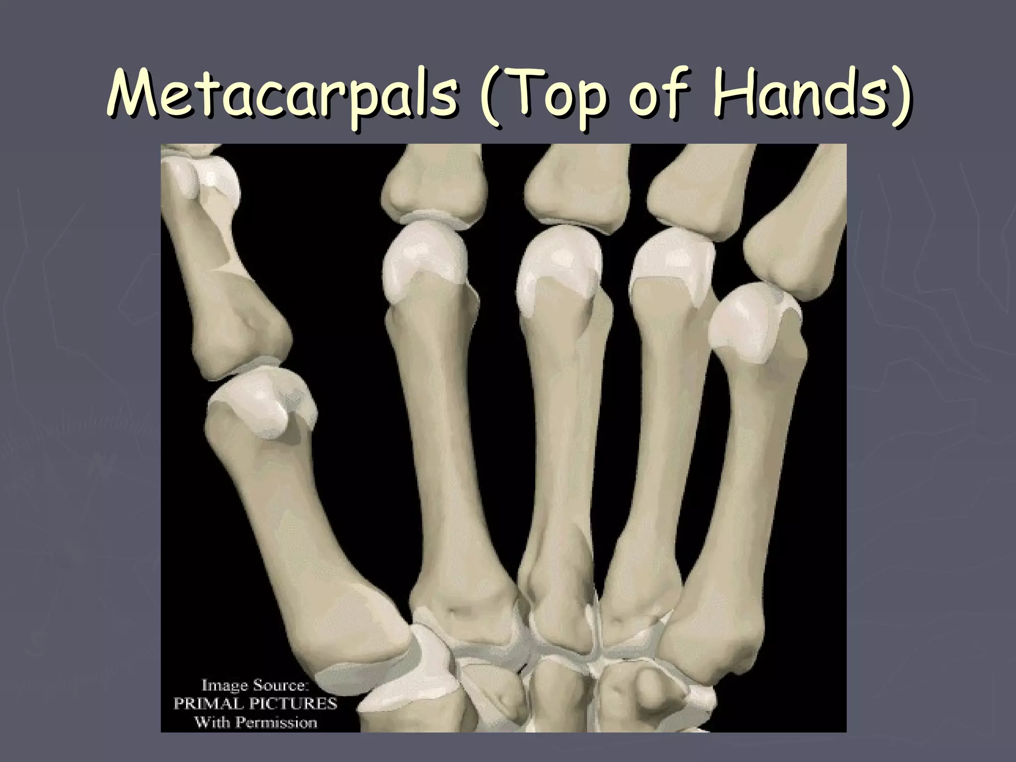 Metacarpals (Top of Hands)Metacarpals (Top of Hands)
 