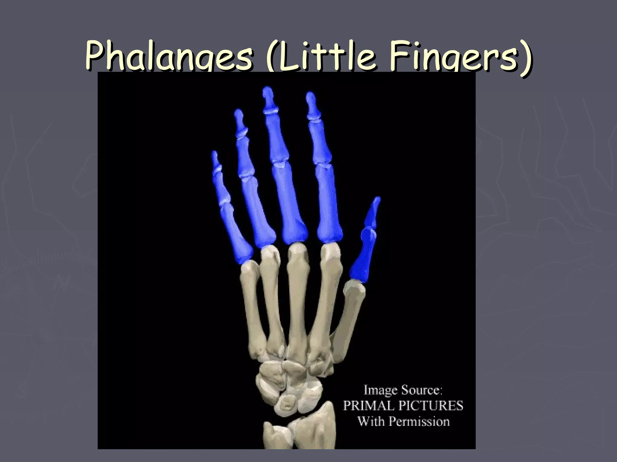 Phalanges (Little Fingers)Phalanges (Little Fingers)
 