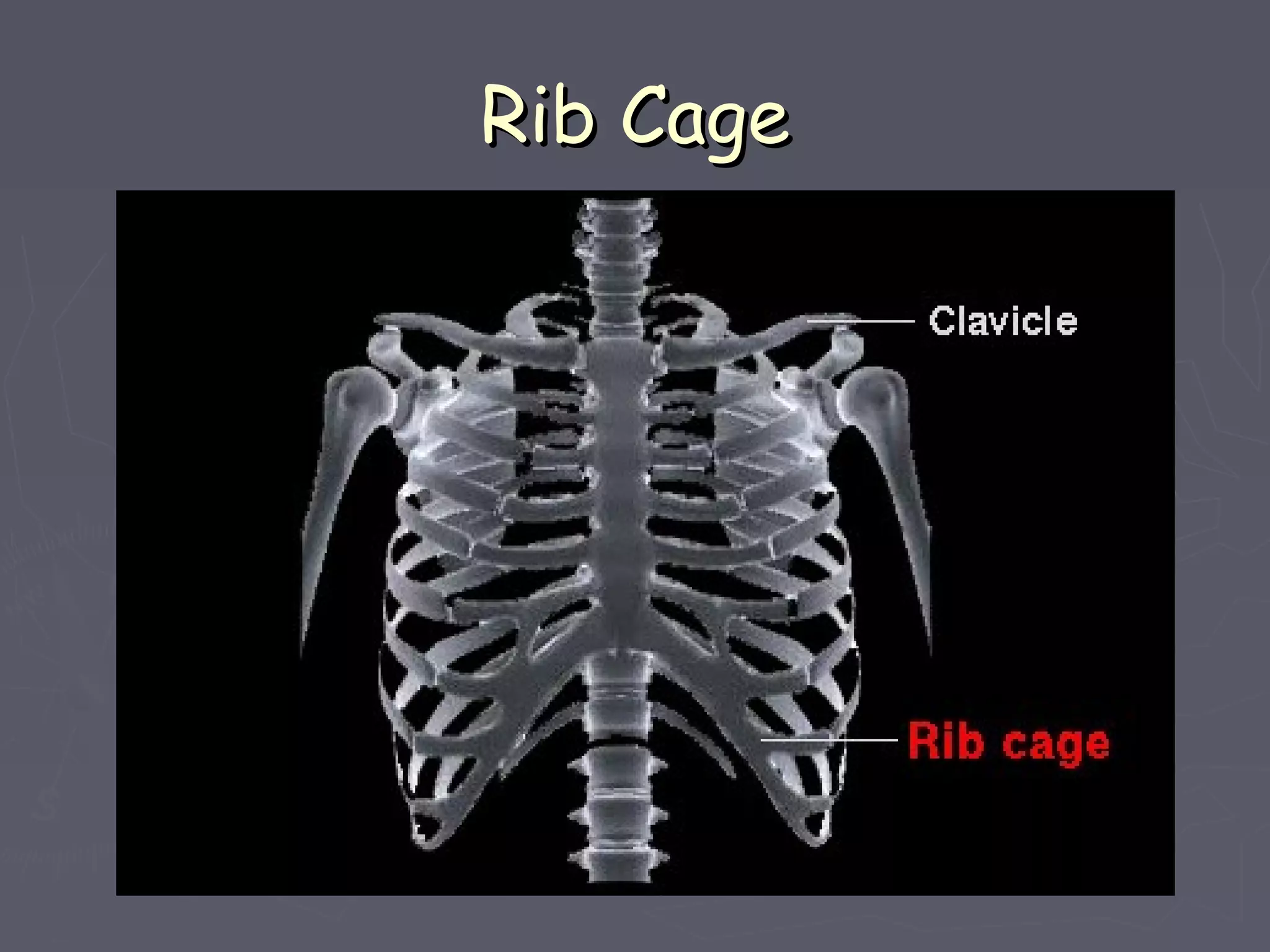 Rib CageRib Cage
 