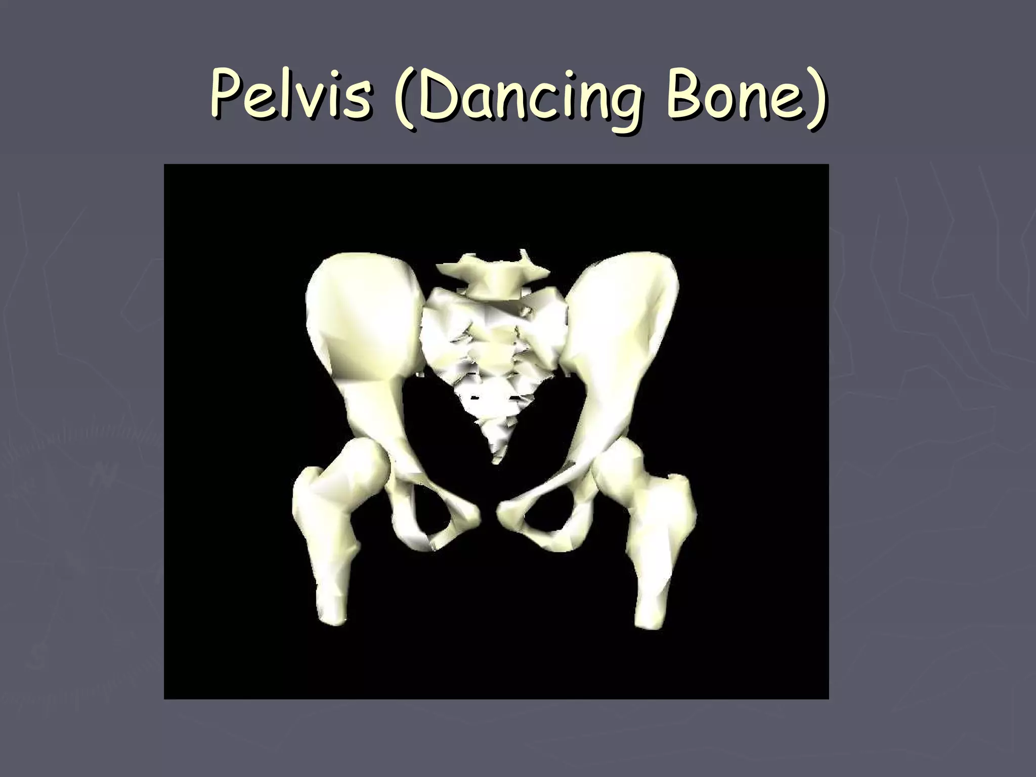 Pelvis (Dancing Bone)Pelvis (Dancing Bone)
 