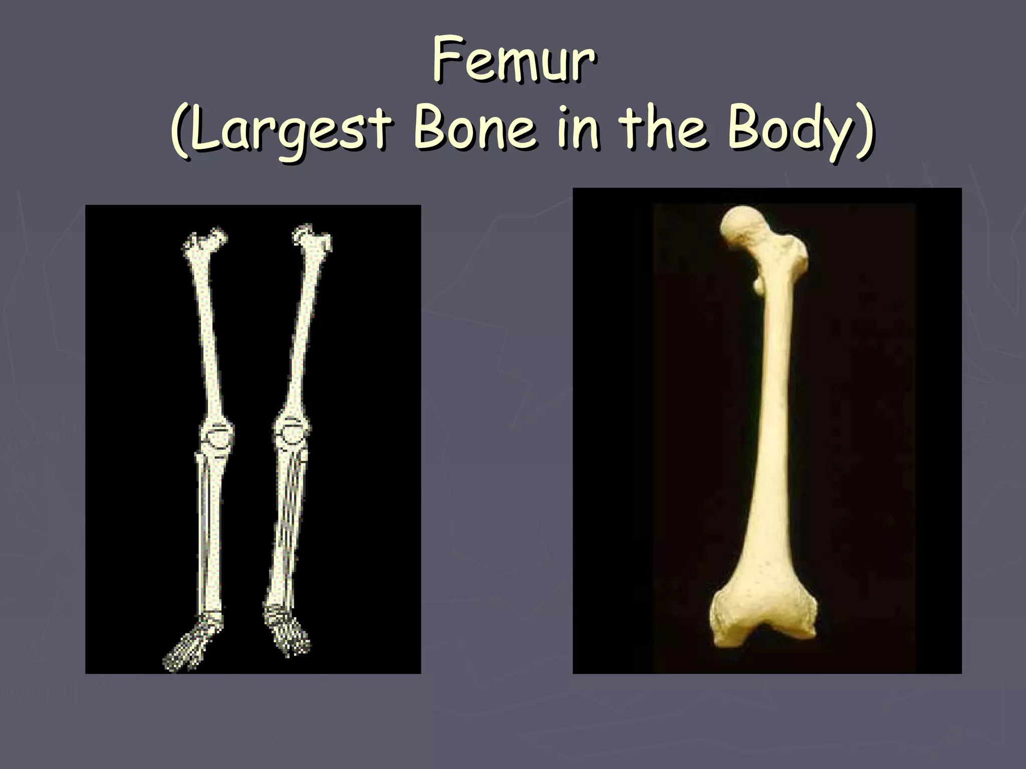FemurFemur
(Largest Bone in the Body)(Largest Bone in the Body)
 