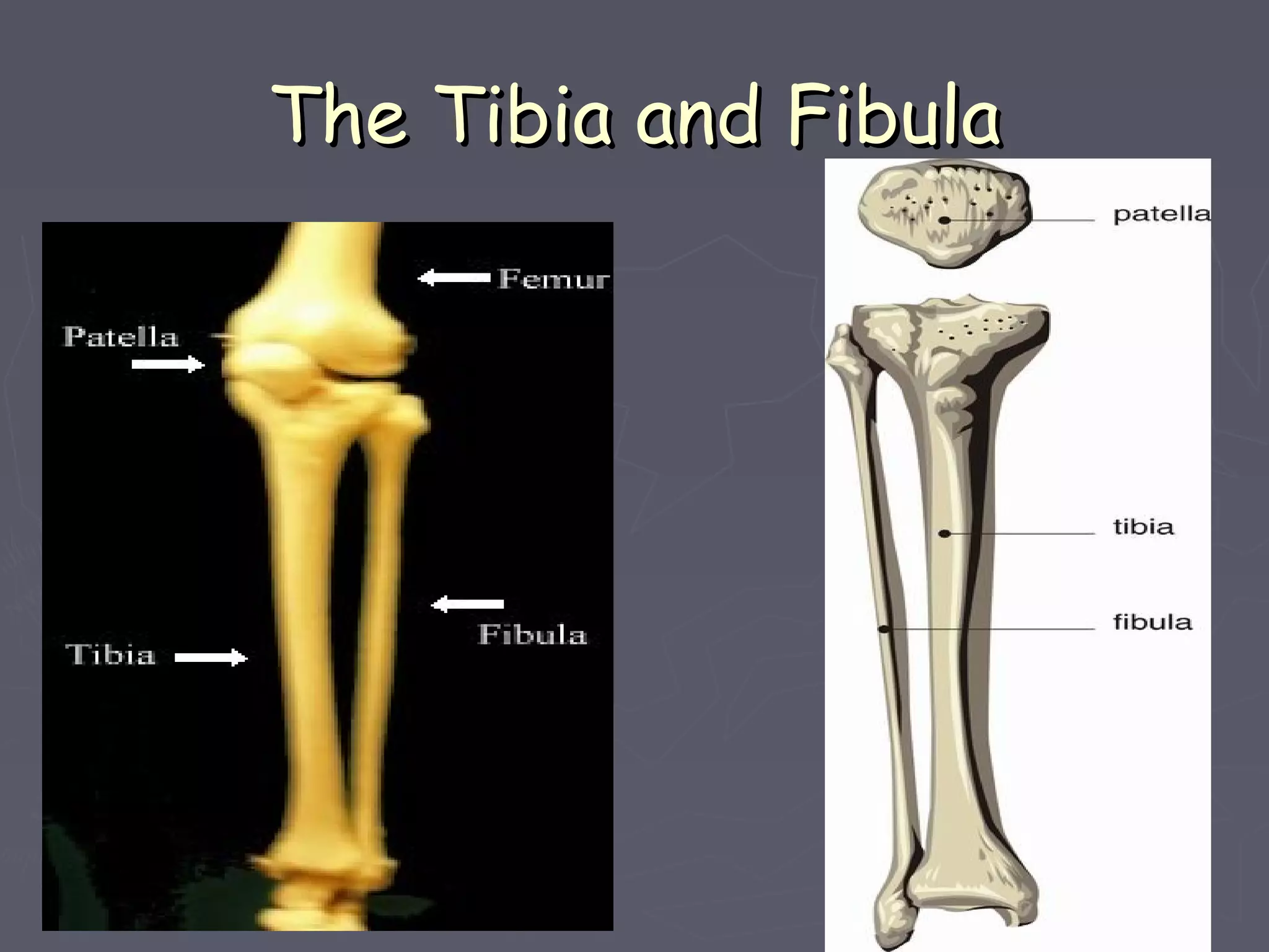 The Tibia and FibulaThe Tibia and Fibula
 