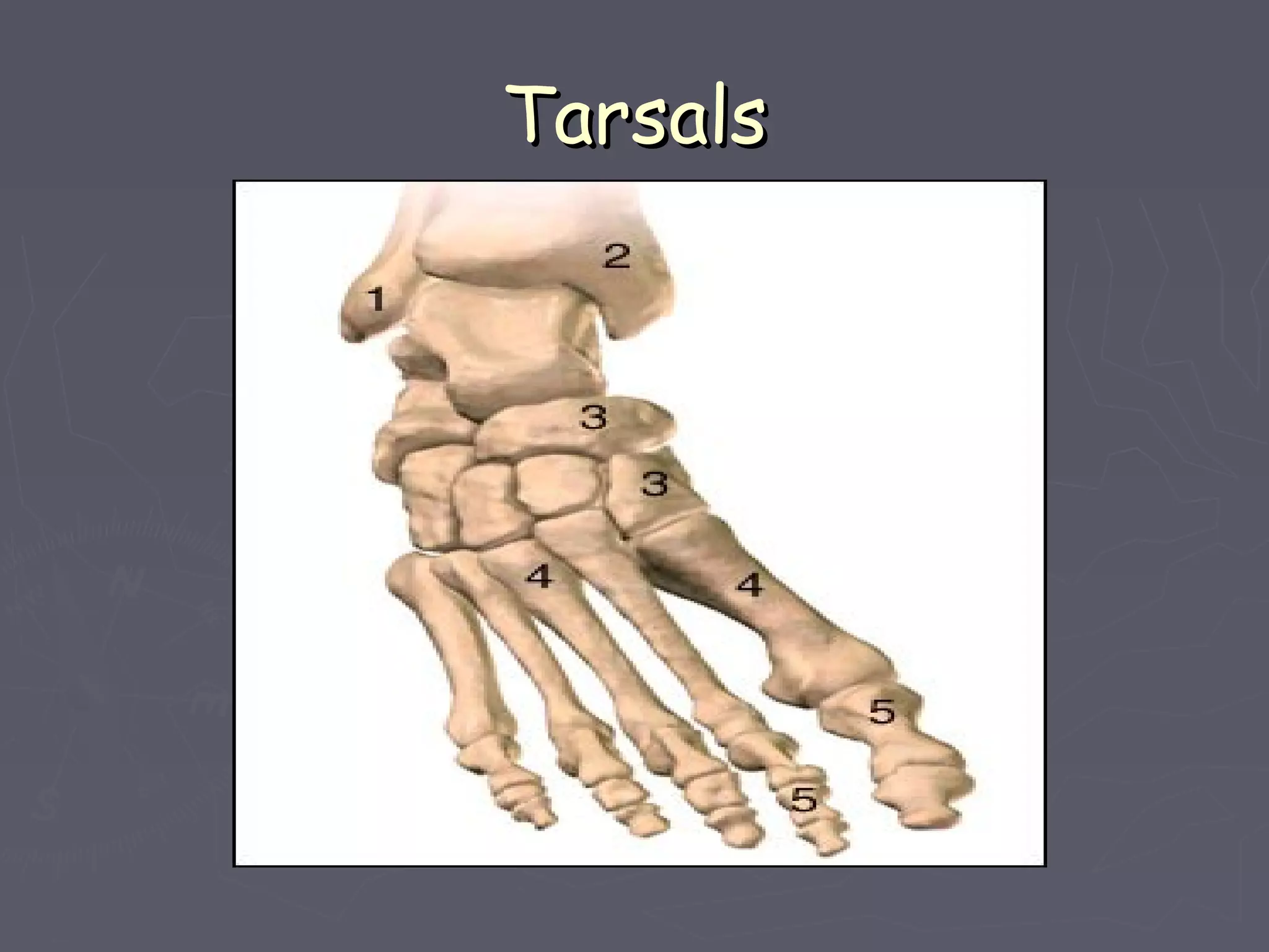 TarsalsTarsals
 
