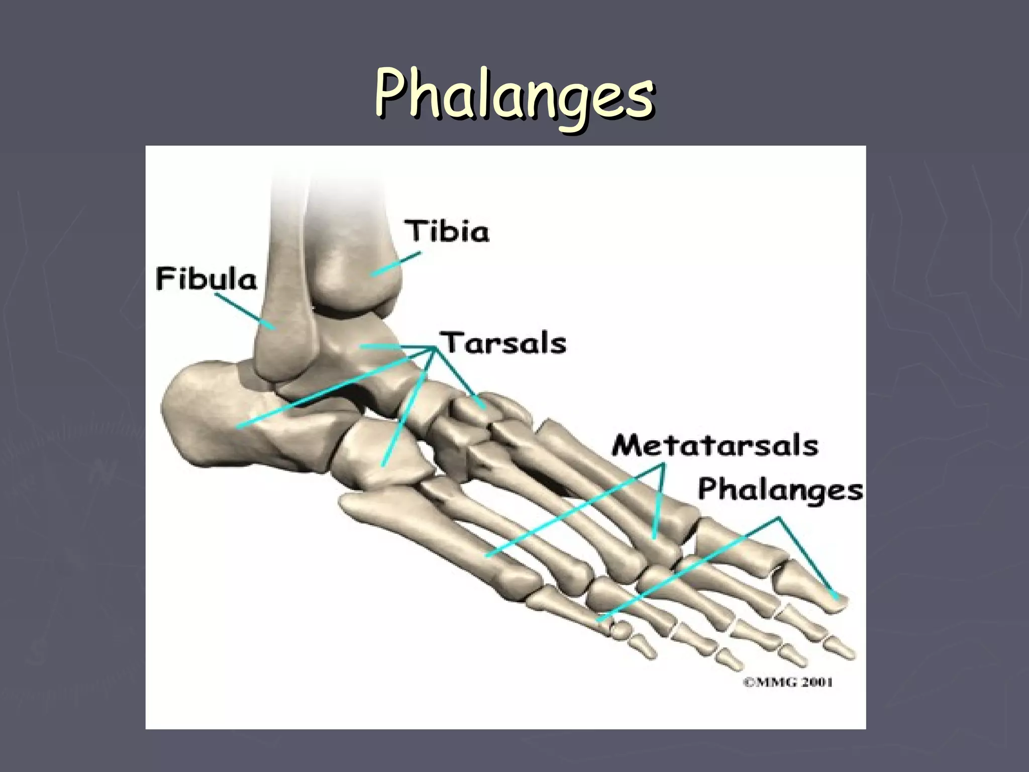 PhalangesPhalanges
 