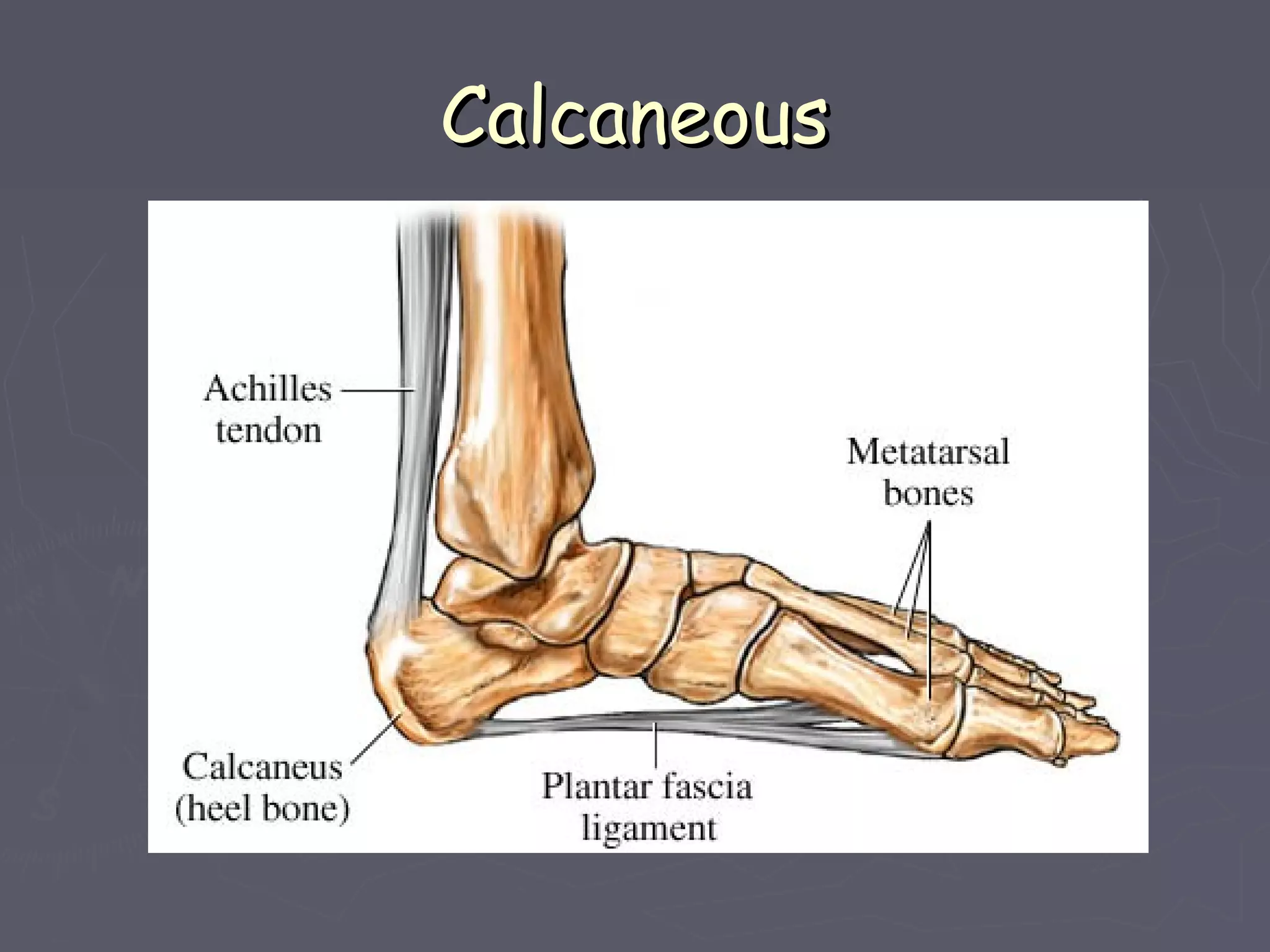 CalcaneousCalcaneous
 