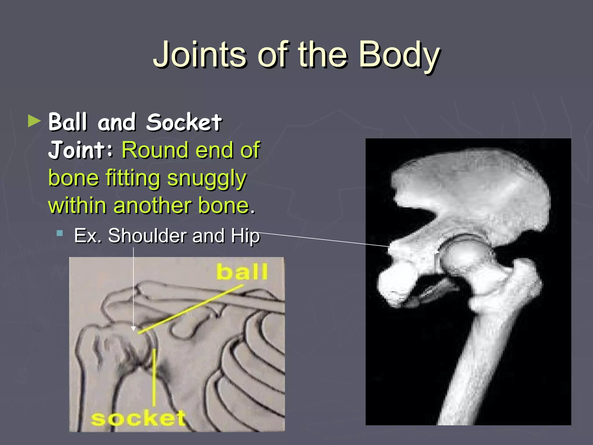Joints of the BodyJoints of the Body
► Ball and SocketBall and Socket
Joint:Joint: Round end ofRound end of
bone fitting snugglybone fitting snuggly
within another bonewithin another bone..
 Ex. Shoulder and HipEx. Shoulder and Hip
 