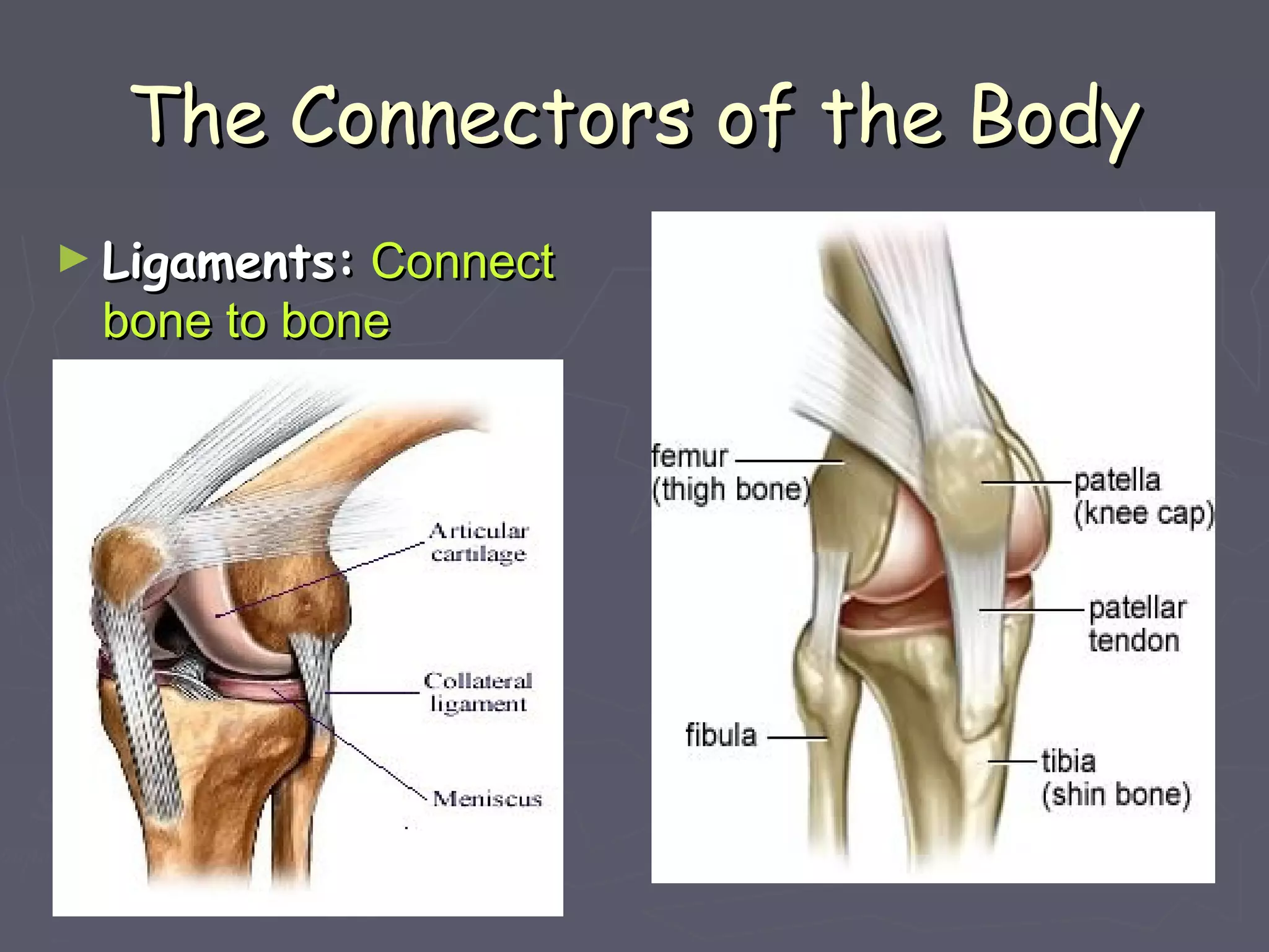 The Connectors of the BodyThe Connectors of the Body
► Ligaments:Ligaments: ConnectConnect
bone to bonebone to bone
 