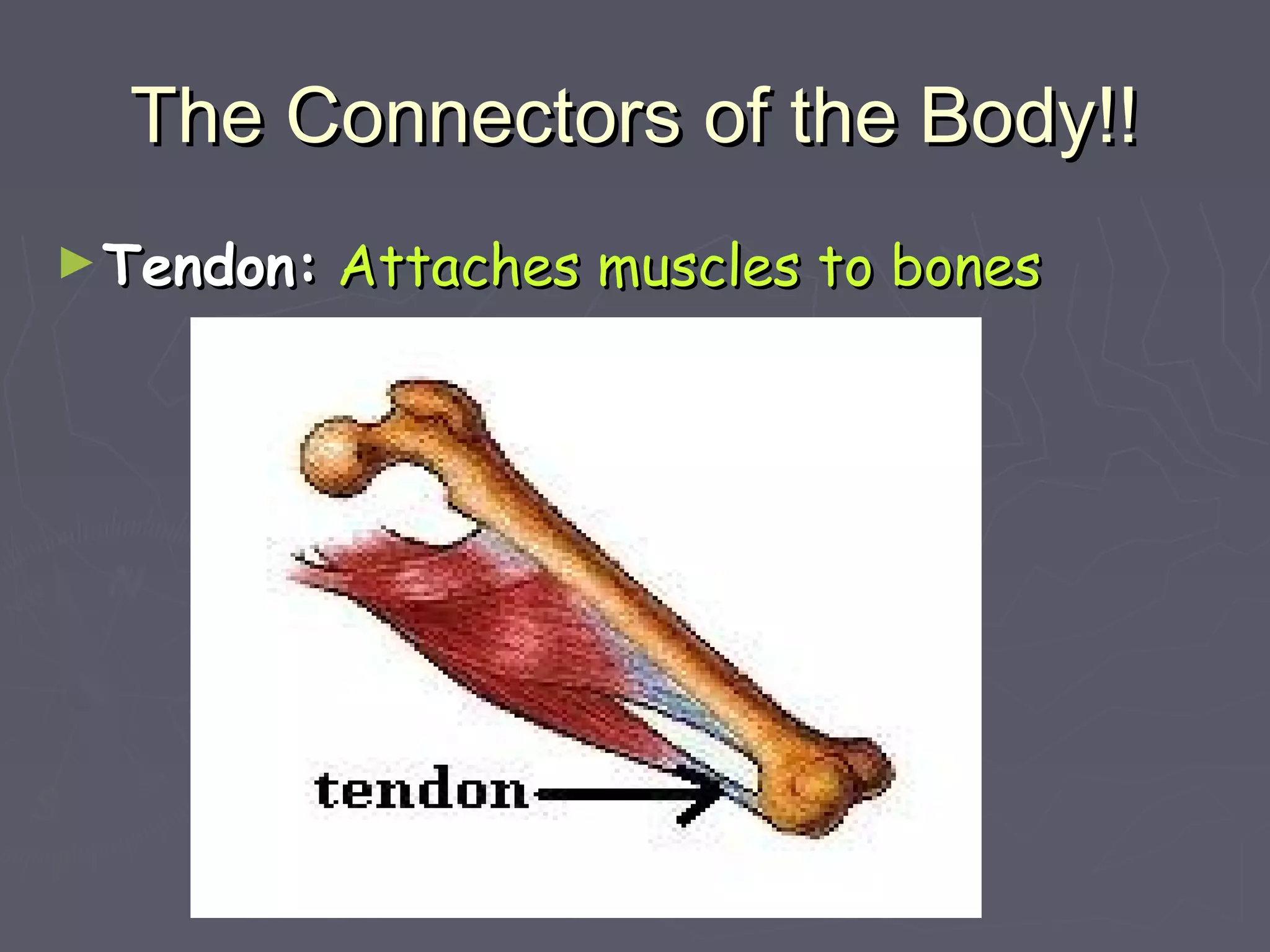 The Connectors of the Body!!The Connectors of the Body!!
►Tendon:Tendon: Attaches muscles to bonesAttaches muscles to bones
 