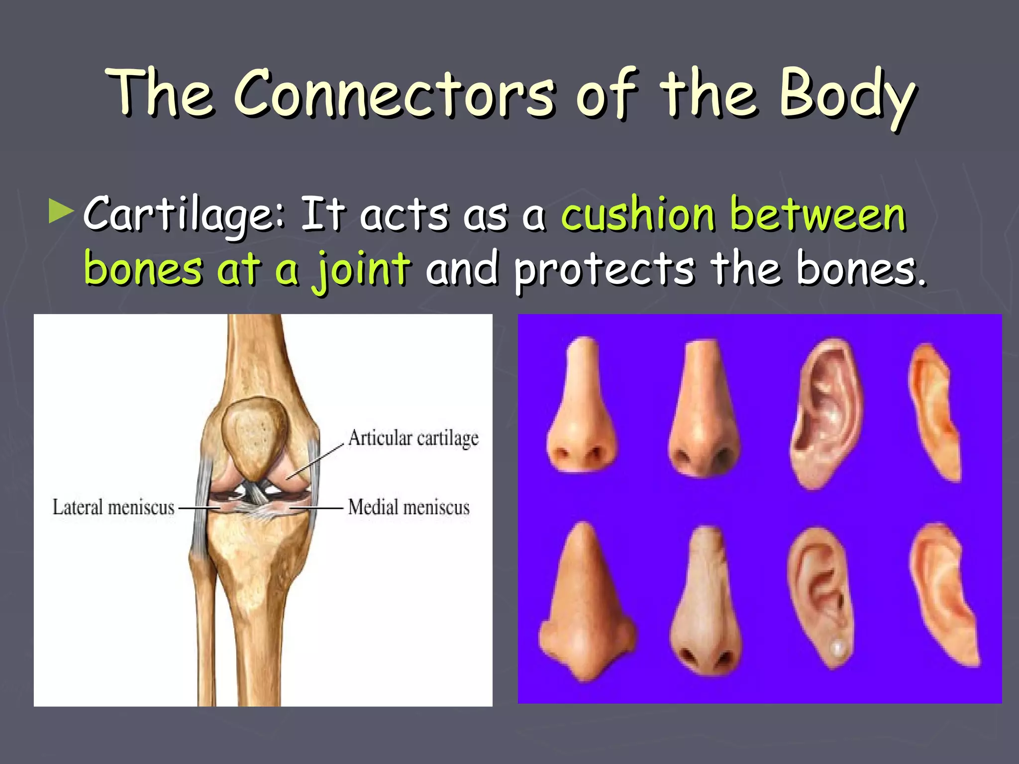 The Connectors of the BodyThe Connectors of the Body
►Cartilage: It acts as aCartilage: It acts as a cushion betweencushion between
bones at a jointbones at a joint and protects the bones.and protects the bones.
 