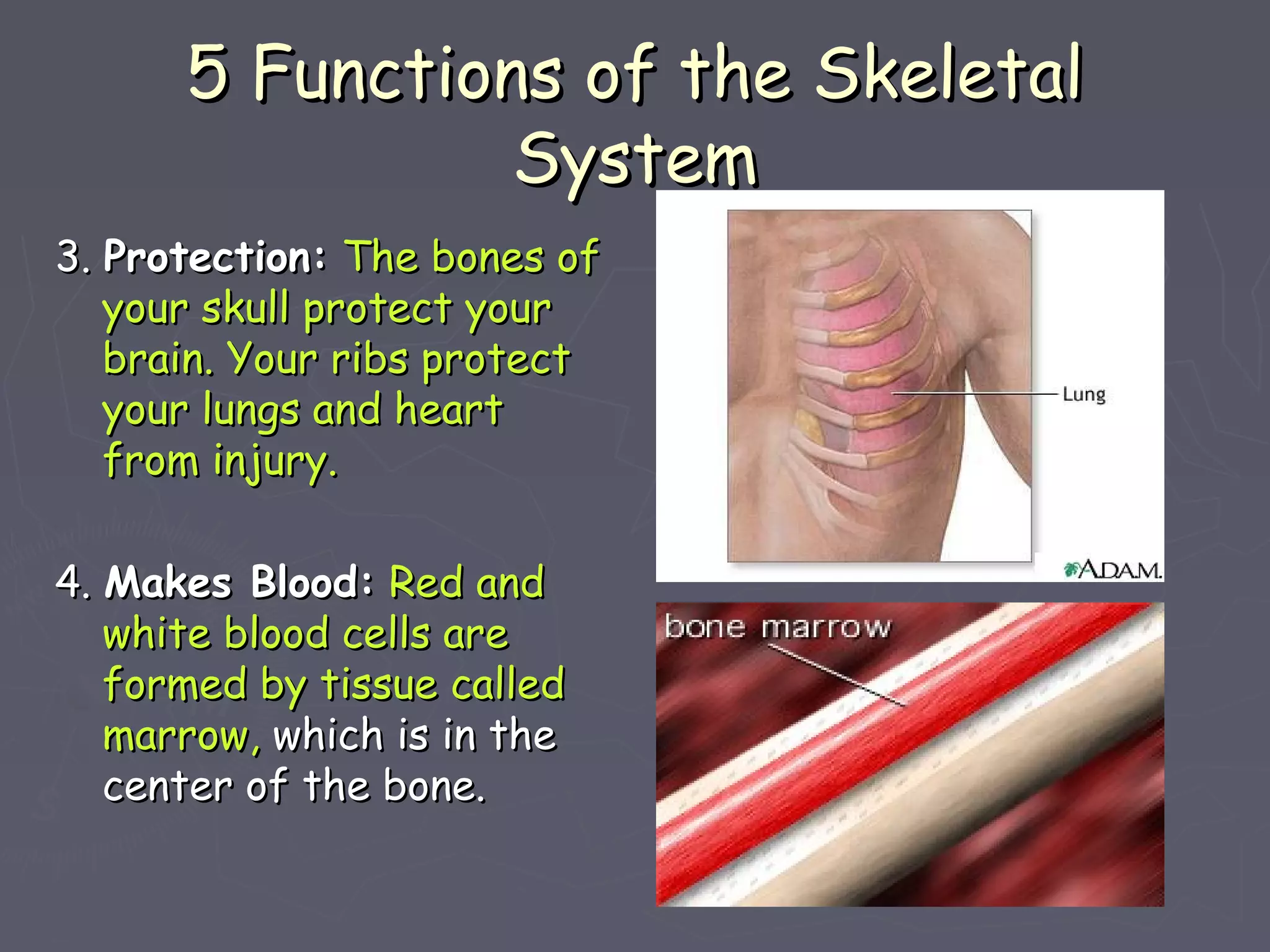 5 Functions of the Skeletal5 Functions of the Skeletal
SystemSystem
3.3. Protection:Protection: The bones ofThe bones of
your skull protect youryour skull protect your
brain. Your ribs protectbrain. Your ribs protect
your lungs and heartyour lungs and heart
from injury.from injury.
4.4. Makes Blood:Makes Blood: Red andRed and
white blood cells arewhite blood cells are
formed by tissue calledformed by tissue called
marrow,marrow, which is in thewhich is in the
center of the bone.center of the bone.
 