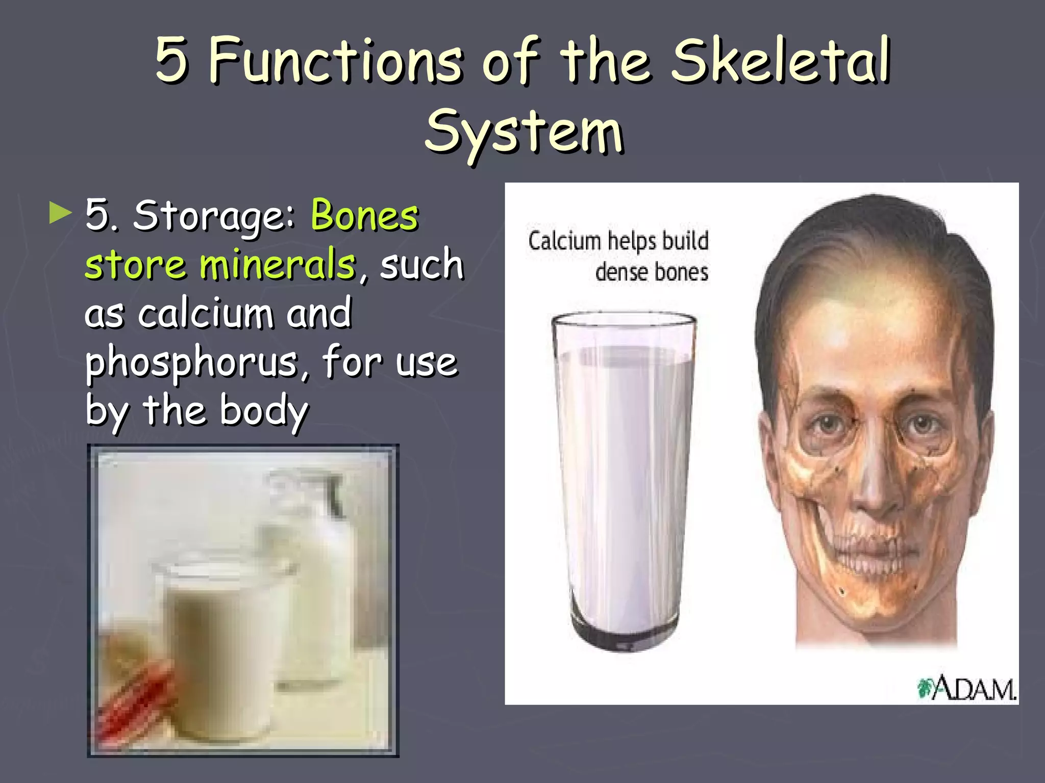 5 Functions of the Skeletal5 Functions of the Skeletal
SystemSystem
► 5. Storage:5. Storage: BonesBones
store mineralsstore minerals, such, such
as calcium andas calcium and
phosphorus, for usephosphorus, for use
by the bodyby the body
 