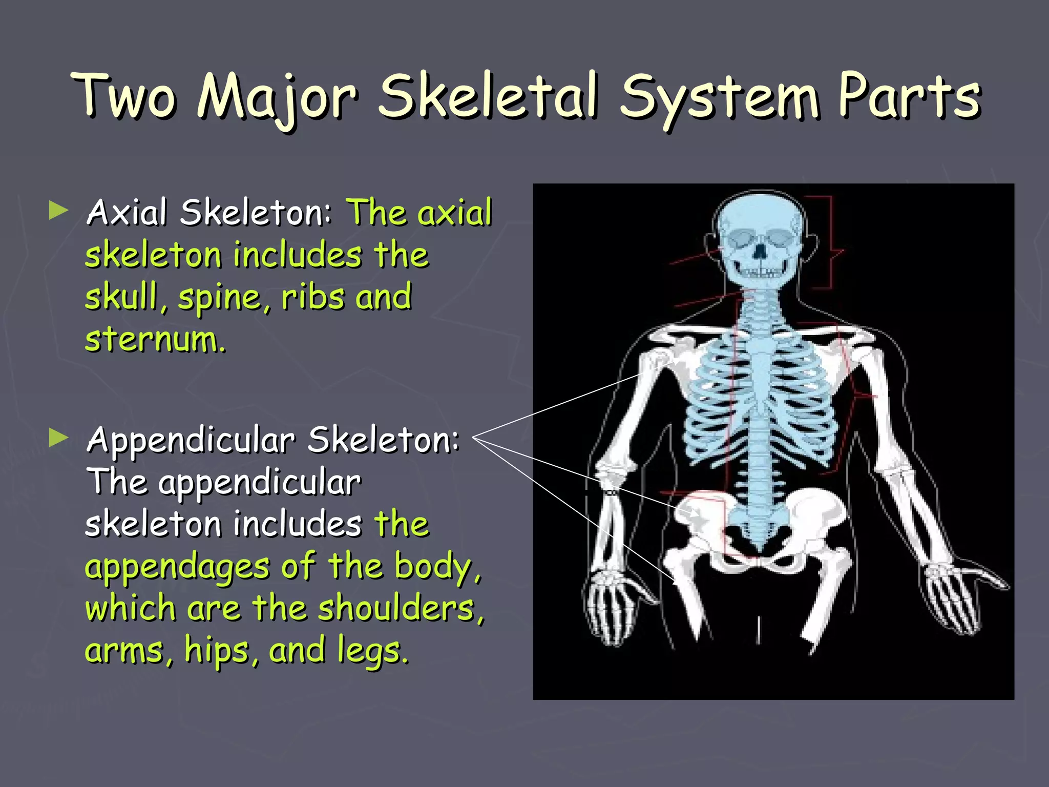 Two Major Skeletal System PartsTwo Major Skeletal System Parts
► Axial Skeleton:Axial Skeleton: The axialThe axial
skeleton includes theskeleton includes the
skull, spine, ribs andskull, spine, ribs and
sternum.sternum.
► Appendicular Skeleton:Appendicular Skeleton:
The appendicularThe appendicular
skeleton includesskeleton includes thethe
appendages of the body,appendages of the body,
which are the shoulders,which are the shoulders,
arms, hips, and legs.arms, hips, and legs.
 