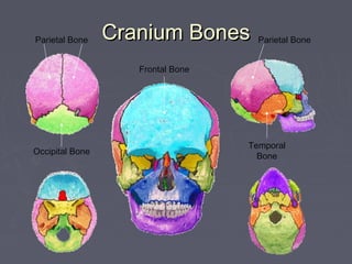 Cranium BonesCranium Bones
Frontal Bone
Occipital Bone
Temporal
Bone
Parietal Bone Parietal Bone
 