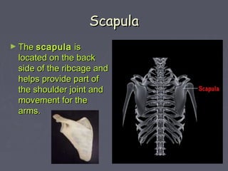 ScapulaScapula
► TheThe scapulascapula isis
located on the backlocated on the back
side of the ribcage andside of the ribc...
