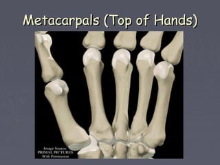 Metacarpals (Top of Hands)Metacarpals (Top of Hands)
 