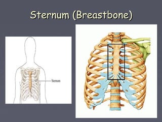 Sternum (Breastbone)Sternum (Breastbone)
 