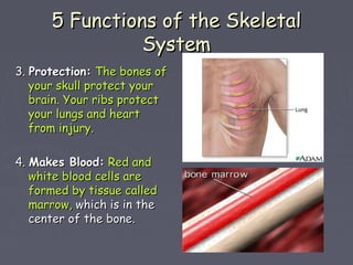 5 Functions of the Skeletal5 Functions of the Skeletal
SystemSystem
3.3. Protection:Protection: The bones ofThe bones of
y...