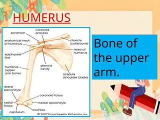 skeletal system, PARTS, FUNCTIONS AND DISORDERS POWERPOINT | PPTX