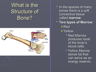 What is the
What is the
Structure of
Structure of
Bone?
Bone?
 In the spaces of many
In the spaces of many
bones there is a soft
bones there is a soft
connective tissue
connective tissue
called
called marrow
marrow.
.
 Two types of Marrow:
Two types of Marrow:
►Red
Red
►Yellow
Yellow
 Red Marrow
Red Marrow
produces most
produces most
of the body’s
of the body’s
blood cells.
blood cells.
 Yellow Marrow
Yellow Marrow
stores fat that
stores fat that
can serve as an
can serve as an
energy reserve.
energy reserve.
 