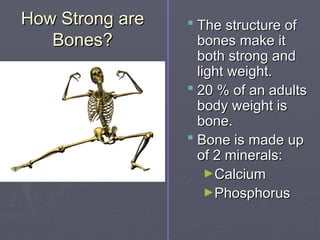 How Strong are
How Strong are
Bones?
Bones?
 The structure of
The structure of
bones make it
bones make it
both strong and
both strong and
light weight.
light weight.
 20 % of an adults
20 % of an adults
body weight is
body weight is
bone.
bone.
 Bone is made up
Bone is made up
of 2 minerals:
of 2 minerals:
►Calcium
Calcium
►Phosphorus
Phosphorus
 