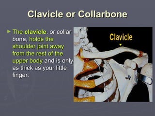 Clavicle or Collarbone
Clavicle or Collarbone
► The
The clavicle
clavicle, or collar
, or collar
bone,
bone, holds the
holds the
shoulder joint away
shoulder joint away
from the rest of the
from the rest of the
upper body
upper body and is only
and is only
as thick as your little
as thick as your little
finger.
finger.
 
