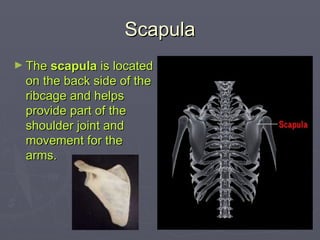 Scapula
Scapula
► The
The scapula
scapula is located
is located
on the back side of the
on the back side of the
ribcage and helps
ribcage and helps
provide part of the
provide part of the
shoulder joint and
shoulder joint and
movement for the
movement for the
arms.
arms.
 