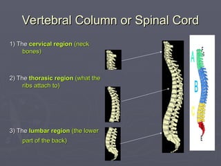 Vertebral Column or Spinal Cord
Vertebral Column or Spinal Cord
1) The
1) The cervical region
cervical region (neck
(neck
bones)
bones)
2) The
2) The thorasic region
thorasic region (what the
(what the
ribs attach to)
ribs attach to)
3) The
3) The lumbar region
lumbar region (the lower
(the lower
part of the back)
part of the back)
 