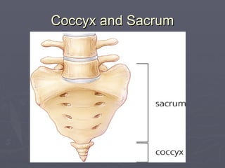 Coccyx and Sacrum
Coccyx and Sacrum
 